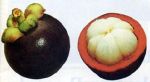 Mr. Ferry Handjojo/MANGOSTEEN (fresh fruit)/CV. Starindo Gemilang. Mr. Ferry Handjojo/MANGOSTEEN (fresh fruit)/CV. Starindo Gemilang.